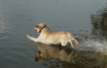 &quot;... Go to pasadku! / ***