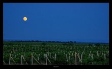 smack of moon in the Crimean wines / ***
