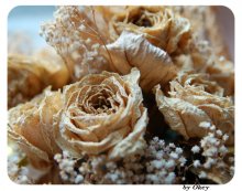 Wedding ROSES ......... a year later! / ***