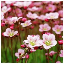 Flower number 33 / 50mm SMC Pentax lens + Extension Tube. Film - Fuji Superia 200