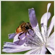 A lover of chicory / ***