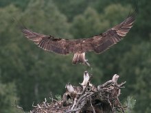 Osprey. Hooray! Papic from fishing is back! / ***