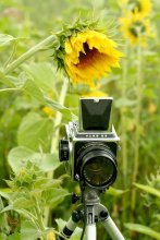 Curious sunflower / ***