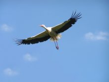 Stork-magician / ***