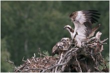 Osprey. Together with his father. / ***