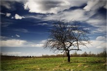 Landscape with tree / ***