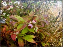 blueberries in muskotsku / ................