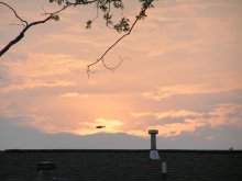 Flight at dawn / ***