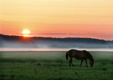 My horse in the fog / ***