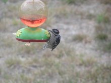 I usually do not eat it. +40 / ***