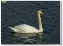 Swan / ***