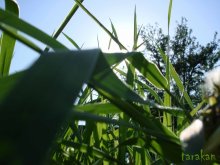 Common grass;)) / ***
