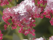 Frosty freshness / ***