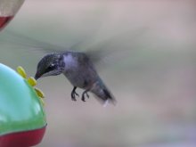 50 times per second / ***