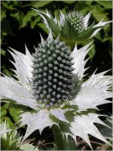 Aluminium Cucumbers / ***