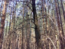 Tree / ***