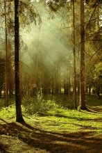 Forest radiant / ***