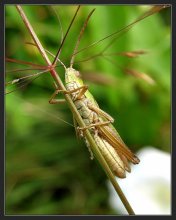 About Grasshopper / ***