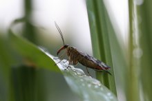 Flies / ***