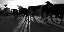 Cows and chiaroscuro) / ***