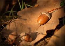 Autumnal, warm / ***