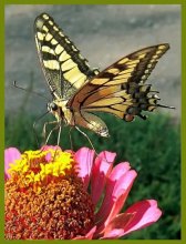 Swallowtail / ***
