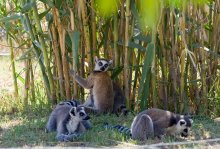 * 2 (oy. ..) / Tunisia: Friguia (Animal Park)