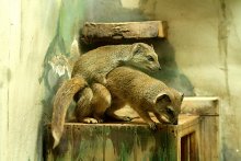 event at the zoo / ***