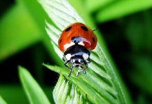 Ladybug / ***