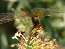 dragonfly / ***