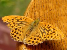 insect / ***