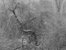 Winter schedule. / ***