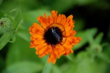 Remembering summer / ***