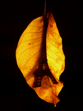 Autumn in Paris / ***