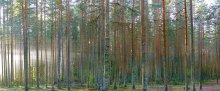 Dawn in the pine forest. / ***