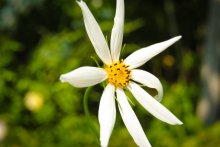 Little white flower / ***