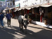 Brokeback cow / ***