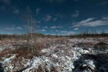 Mer Bleue Bog / Mer Bleue Bog