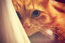 cat / ***