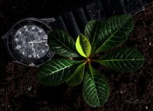 Went time.. / Option / / ***