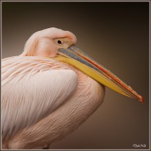 Pelican / ***
