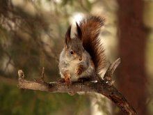 A little more about Squirrel / ***