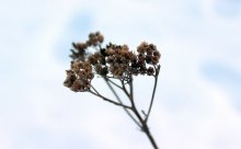 Frozen / ***