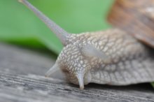 Snail / ***