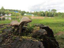 mushrooms on a walk / ***