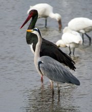 Meeting on wintering / ***