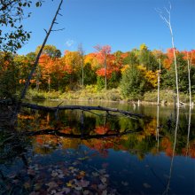 Transparent Autumn / Transparent Autumn
