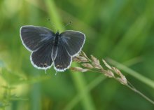 Short-tailed blues / ***