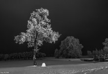 tree with branches / ***