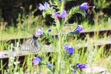 Butterfly on a flower / http://vk.com/nashfoto